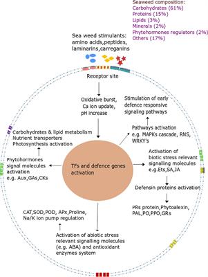 Seaweed extracts: enhancing plant resilience to biotic and abiotic stresses